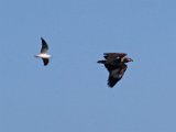 visarend en seemeeu 553  Onvolwasse Visarend - immature Fish Eagle : frieda
